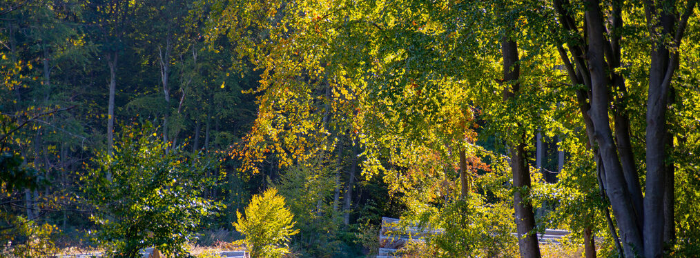 Herbstlich gefärbte Bäume im Wald