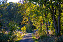 Herbstlich gefärbte Bäume im Wald