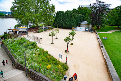 Ein Biergarten unter einem Baum am Alten Zoll