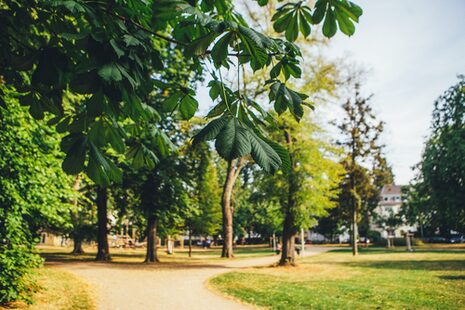 Wege und Bäume im Baumschulwäldchen.