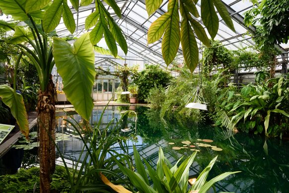 Palmen im Schaugewächshaus der Botanischen Gärten