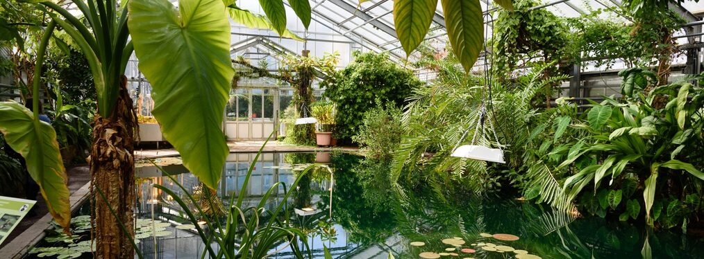 Schaugewächshaus in den Botanischen Gärten mit Teich und Palmen