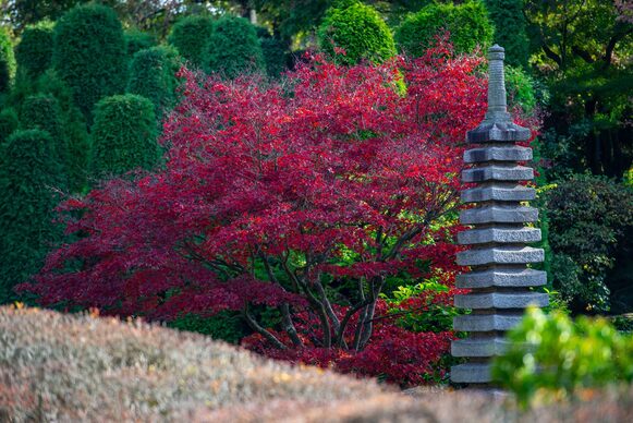 Der japanische Garten in Bonn.