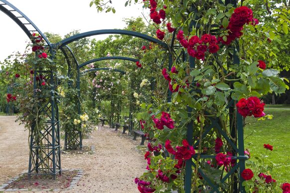 Der Rosengarten in der Rheinaue wurde im Frühjahr 2005 mit Strauch-, Edel- und Kletterrosen sowie Hochstämmen neu bepflanzt. Rosenfreunde finden hier eine große Auswahl verschiedenster Sorten.