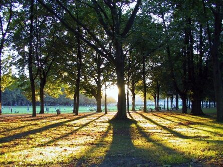 Sonnenuntergang im Hofgarten