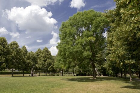 Wiese und alter Baumbestand im Panoramapark