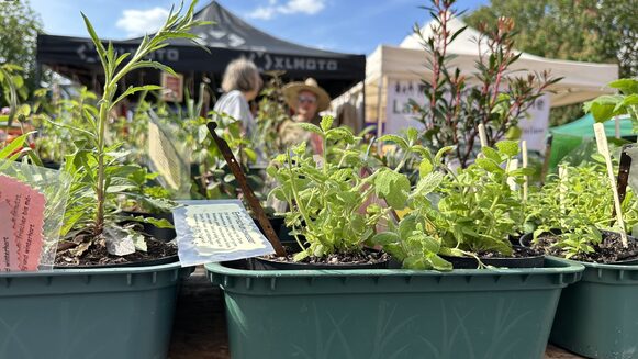 Pflanzen auf einem Verkaufstisch beim Frühlingsmarkt auf dem Münsterplatz