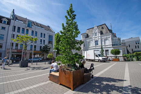 Pflanzinseln auf dem Beueler Rathausplatz