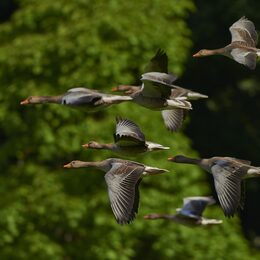 Wildgänse im Flug