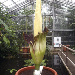 Die fast zwei Meter hohe Blüte der Titanenwurz in den Botanischen Gärten