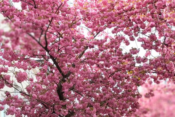 Kirschbaum in voller Blüte