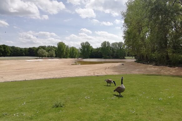 Zwei Gänse auf einer grünen Wiese am leergepumpten See in der Rheinaue.