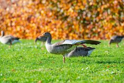 Gänse auf einer grünen Wiese.