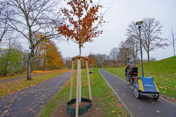 Neu gepflanzte Bäume in der Beueler Rheinaue.