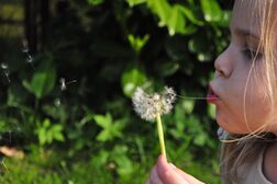 Ein Mädchen pustet die Schirmchen einer Pusteblume weg