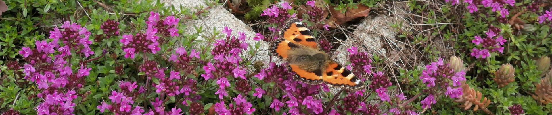 Schmetterling sitzt auf rosafarbenen Blüten, die zwischen Rasengittersteinen wachsen