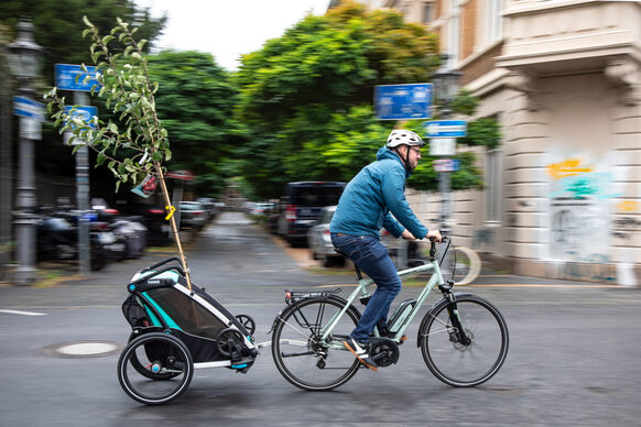 Mann auf einem Fahrrad transportiert einen Baum in einem Kinderanhänger.