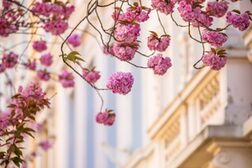 Rosa Kirschblüten in der Bonner Altstadt.