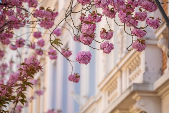 Rosa Kirschblüten in der Bonner Altstadt.