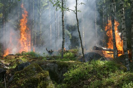 Waldbrand