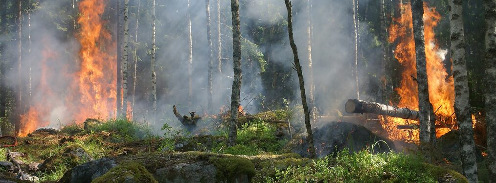 Waldbrand