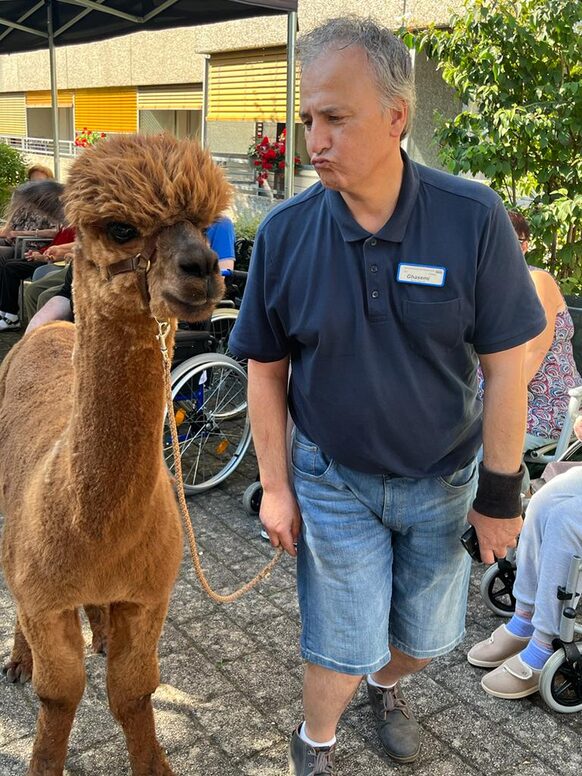 Alpakas im Wilhelmine-Lübke-Haus