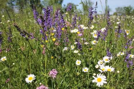 Margeriten, Kornblumen und weitere Blumen an einem Straßenrand