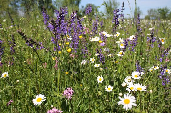 Margeriten, Kornblumen und weitere Blumen an einem Straßenrand