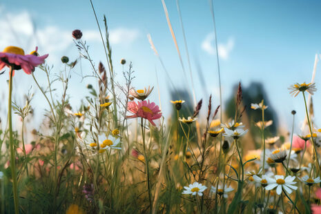 Bunte Blüten auf einer Wiese