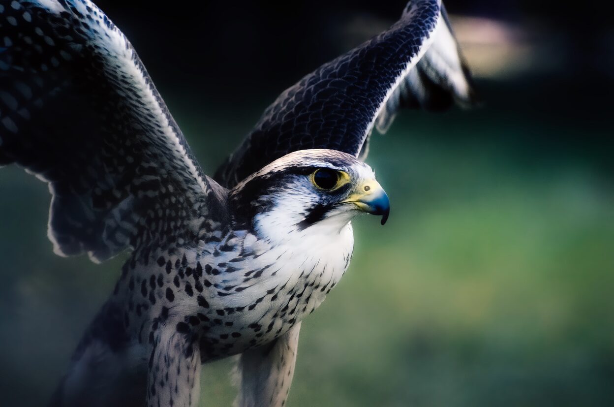 Falke schlägt mit den Flügeln