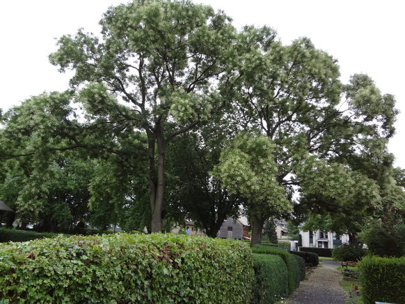 Friedhof Graurheindorf