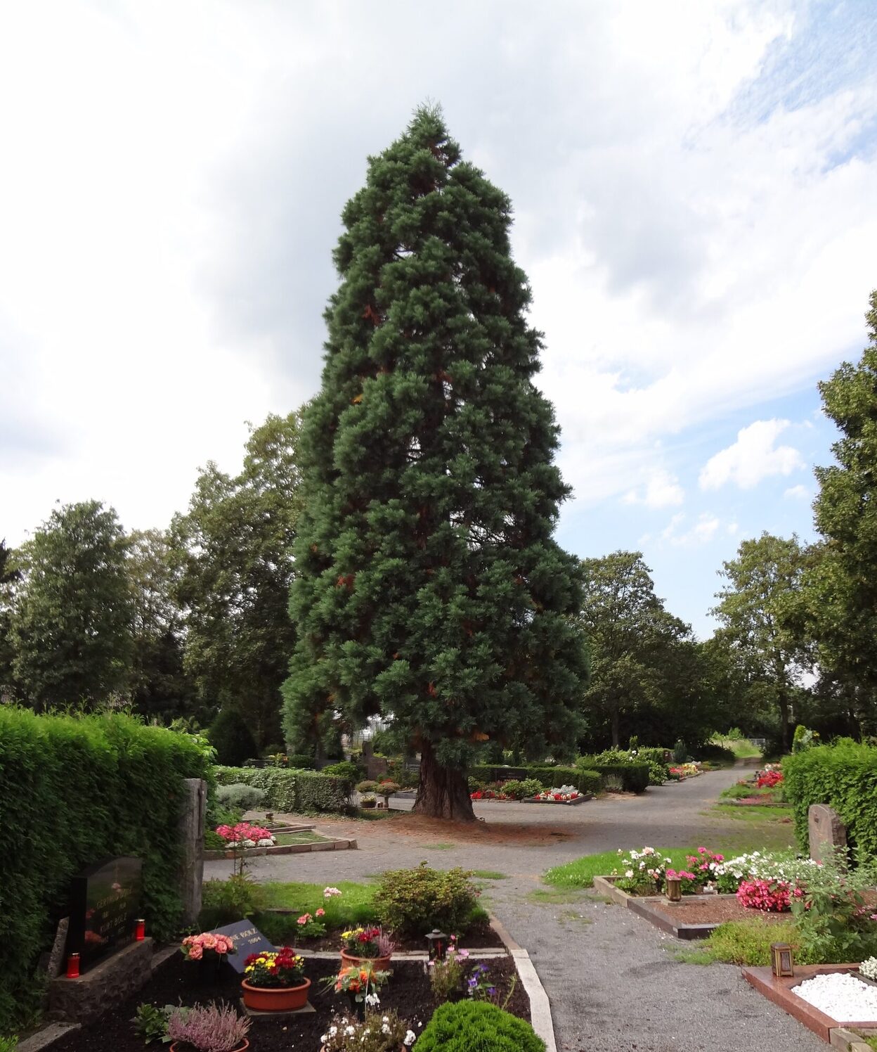 Friedhof Mehlem