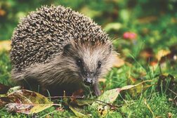 Ein Igel auf Waldboden