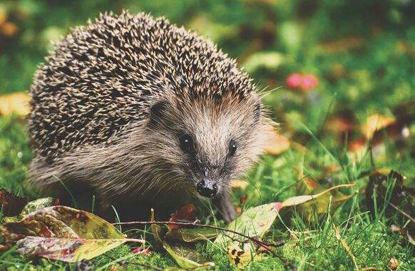 Ein Igel auf Waldboden