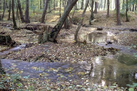 Bachlauf im Kottenforst