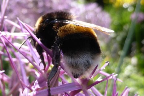 Hummel auf einer Blüte