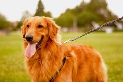 Ein braun-weiß-schwarzer Hund wird an die Leine gelegt.