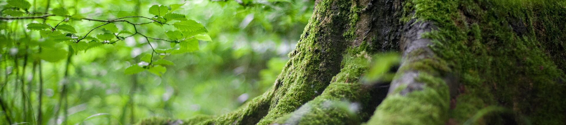 Ein bemooster Baumstamm im Wald