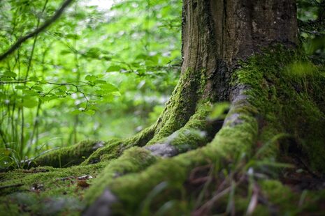 Ein bemooster Baumstamm im Wald