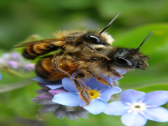 Zwei Wildbienen auf einer Blüte