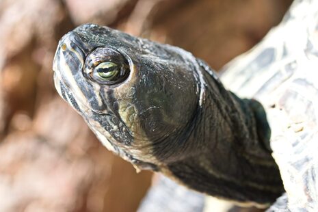 Kopf einer Landschildkröte