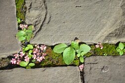 Kleine Pflanzen und Moos zwischen Pflastersteinen