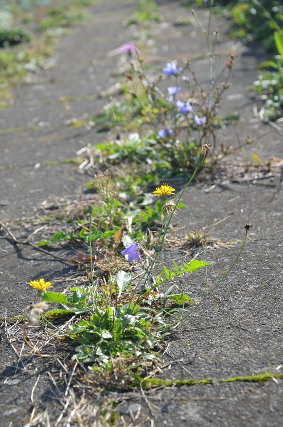 Glockenblumen, Campanula und Löwenzahn drängen sich durch das Straßenpflaster