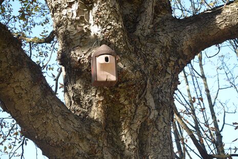 Ein Nistkasten an einem Baum