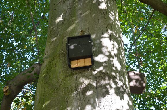 Ein Nistkasten an einem Baum