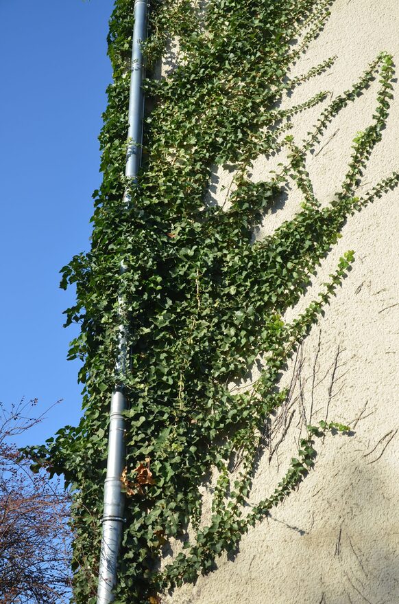 Efeu wächst an der Mauer des Windeckbunkers hoch