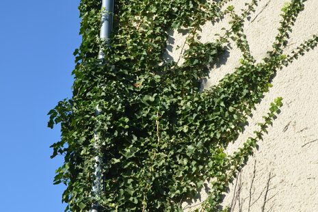 Efeu wächst an der Mauer des Windeckbunkers hoch