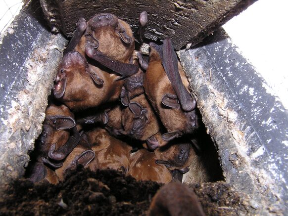 Ein Nest voller Fledermausjungtiere