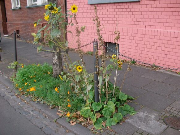 Sonnenblumen in einem Baumbeet