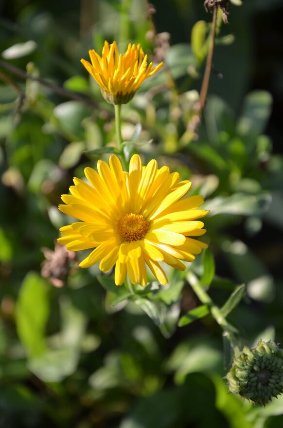 Gelbe Blüten einer Ringelblume